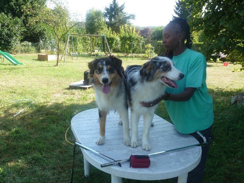 l'aussies